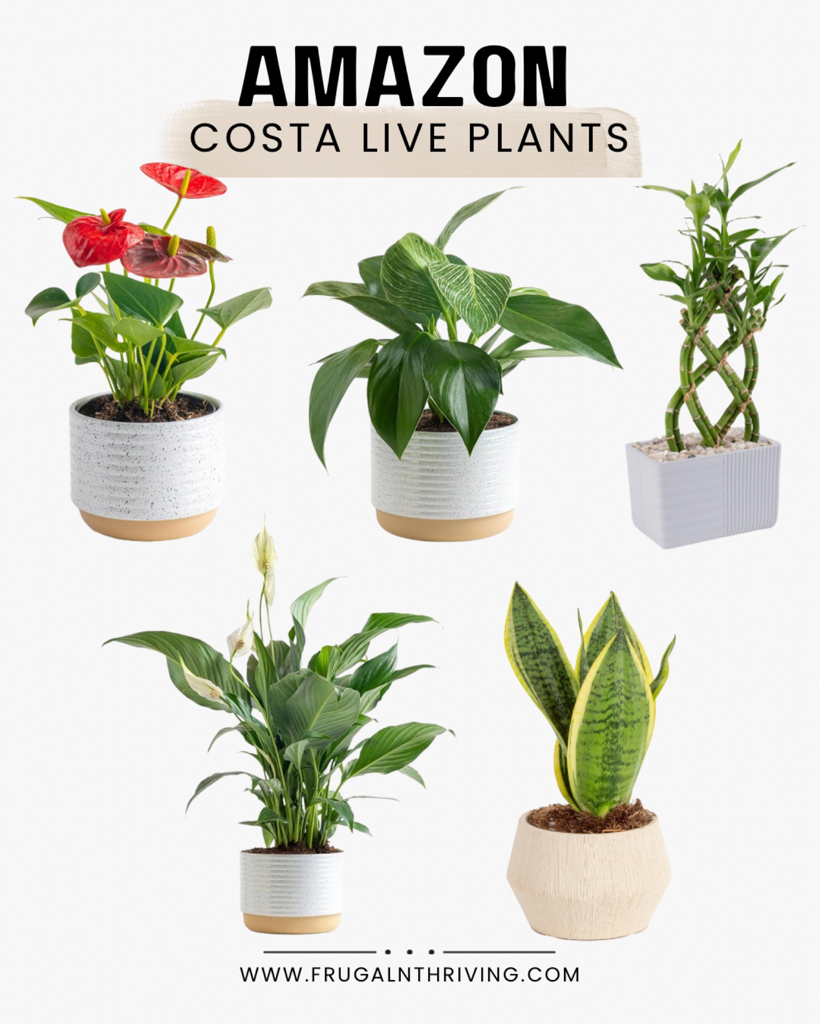 This is a group favorite 🪴 when it comes around! LIVE plants right to your door. 

Up to 39% off! ⬇️

#LTKxPrimeDay #LTKHome #LTKSaleAlert