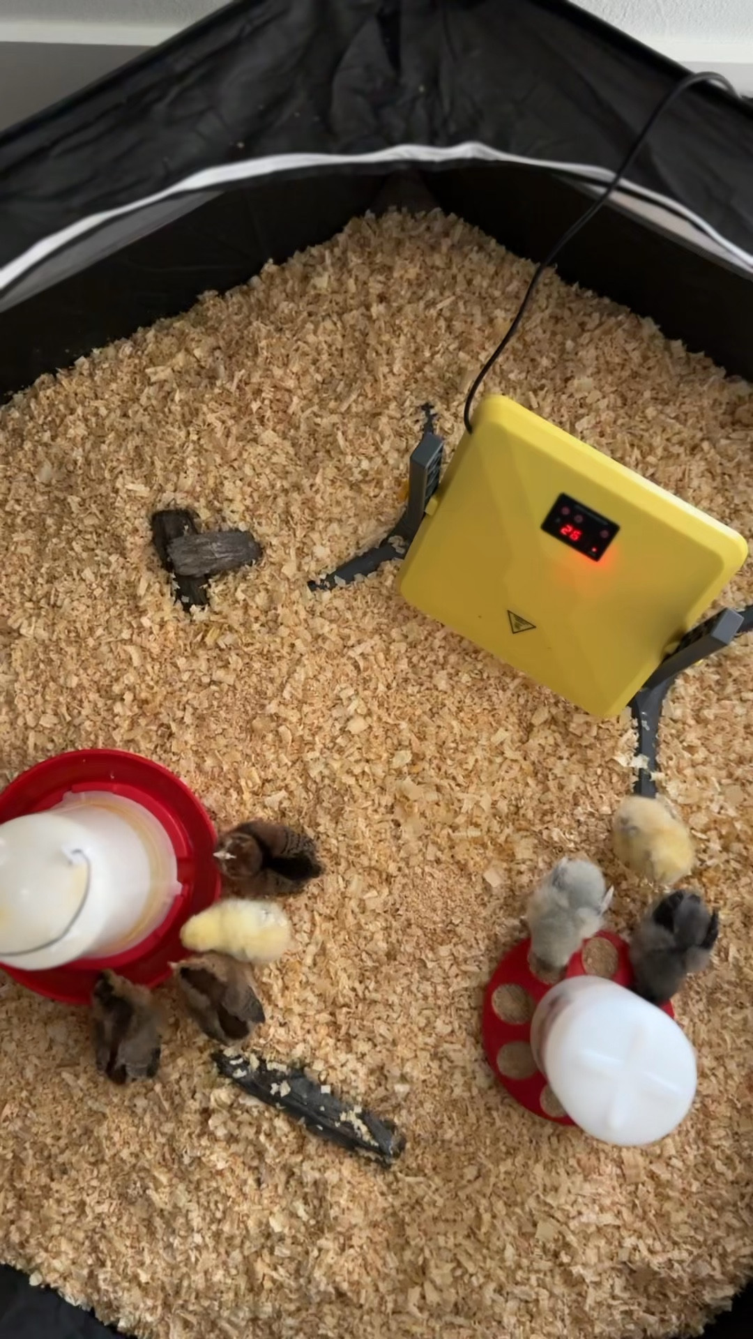 First time chicken owner! Here are the essentials if you’re thinking of doing this yourself. You should!!! 🐣🐥

#LTKdayinmylife #LTKHome #LTKstorytime