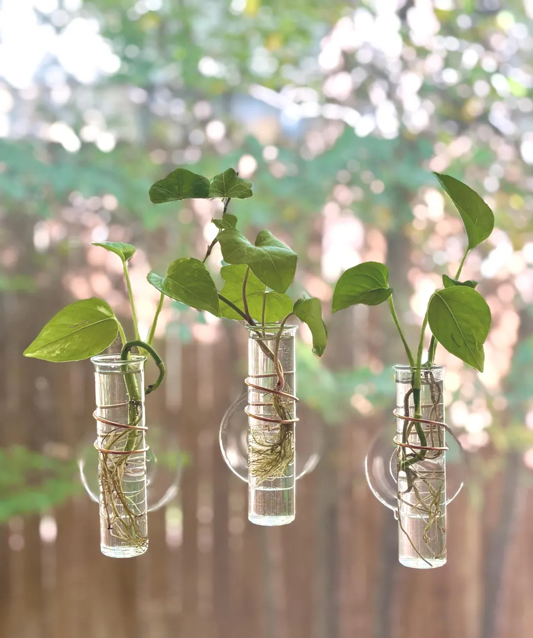 The Little Window Propagator - Etsy | Etsy (US)