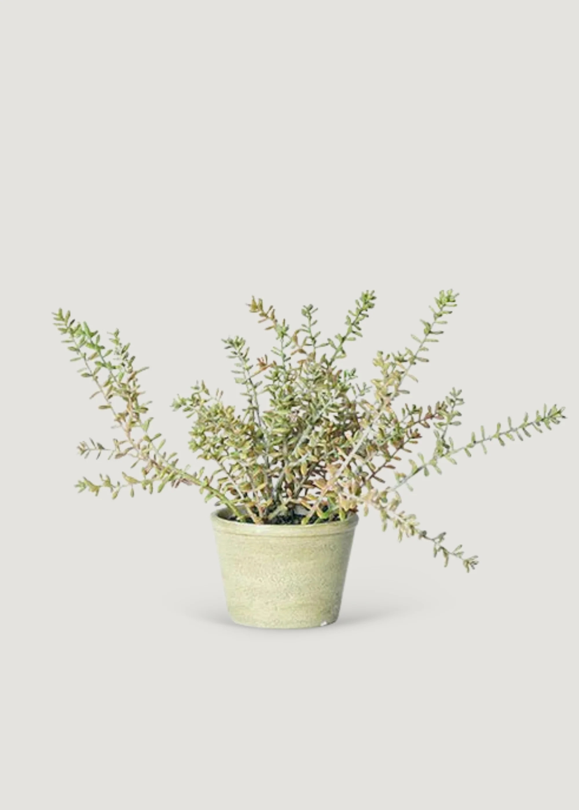 Small Sedum Plant in Pot | Fake Potted Succulent Plants | Afloral | Afloral