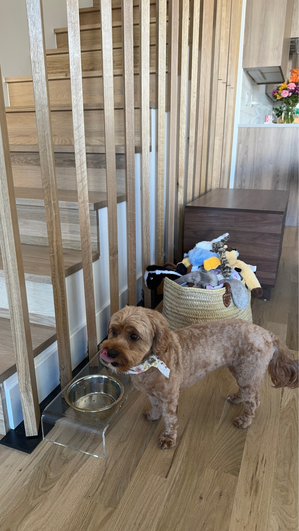 Nomnoms dog food dog food bowls dog necessities 


#LTKSaleAlert #LTKHome #LTKFamily