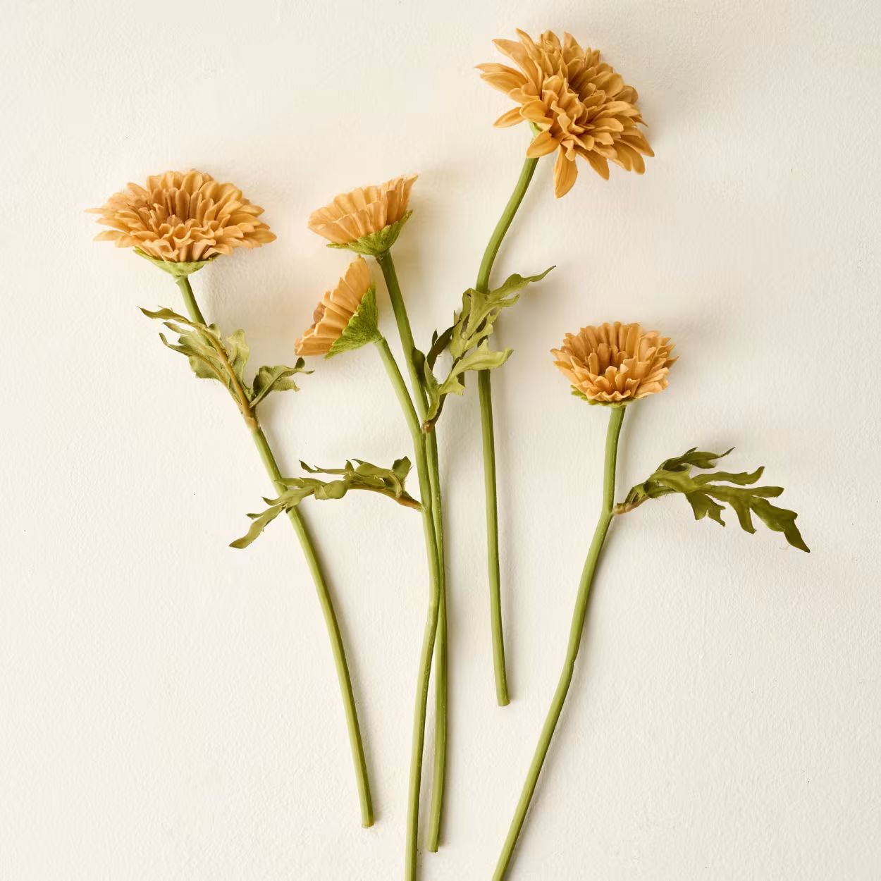 Wheat Mini Zinnia Bundle | Magnolia