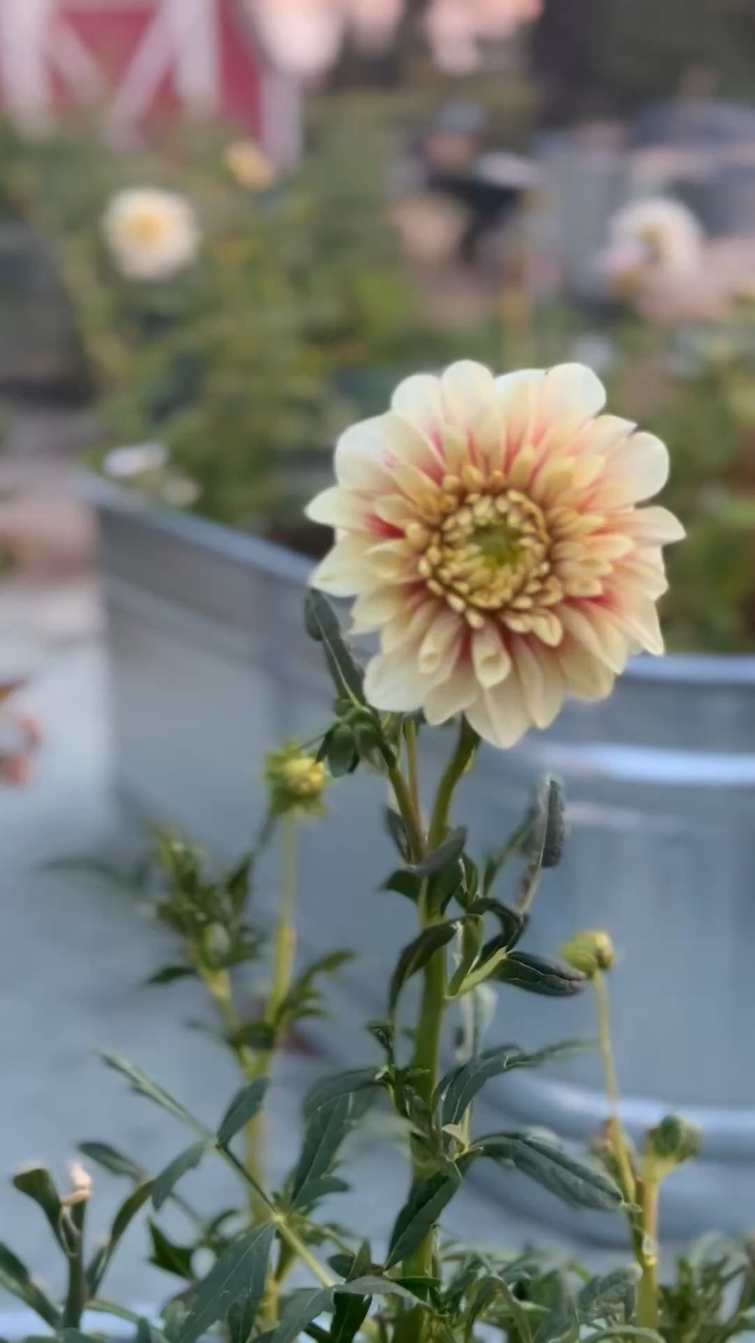 My metal stock tanks // raised garden beds are a must! We drilled holes in the bottom, added composted leaves and topped it with raised garden bed soil! In the spring we had tulips growing, and this summer the dahlias have been flourishing! If you’re looking to grow flowers or perhaps vegetables, you’ll love them!

#LTKdayinmylife #LTKSeasonal #LTKHome
