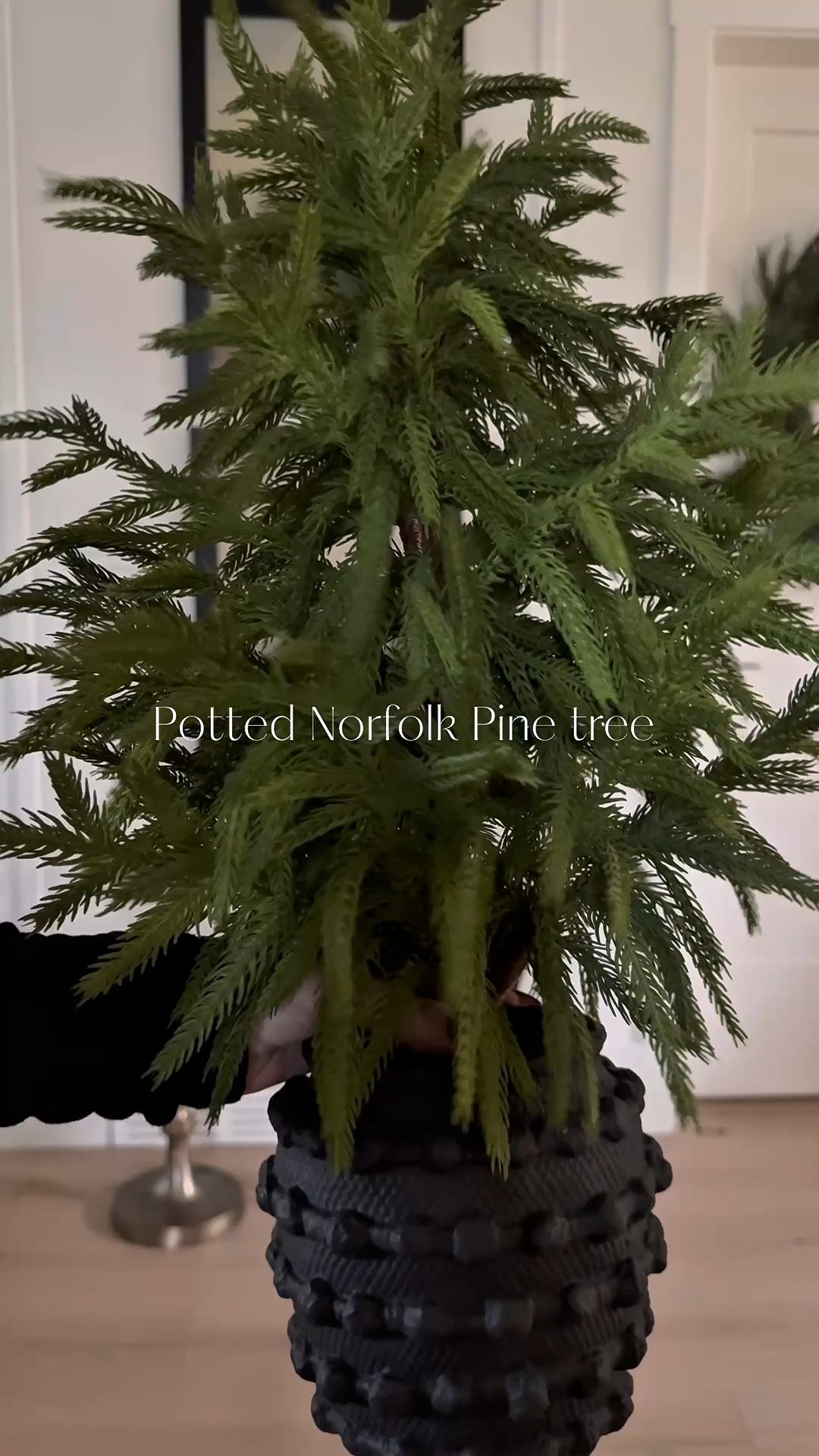 How cute is this potted Norfolk Pine tree! 
A perfect table top tree. This is the type of greenery that I will keep out all Winter long. 
Love the hobnail planter! 
Holiday decor
Christmas home 

#LTKSeasonal #LTKHome #LTKHoliday