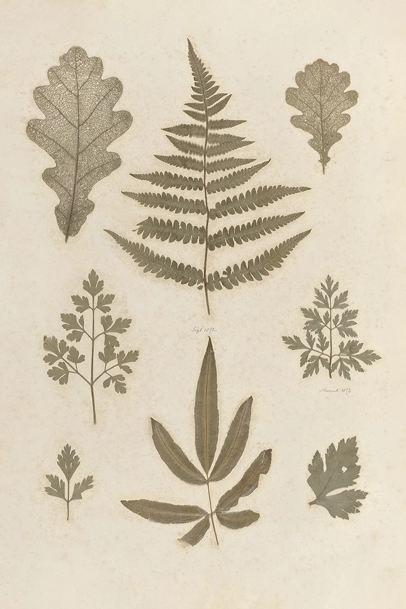 Leaves Pressing I | Juniper Print Shop