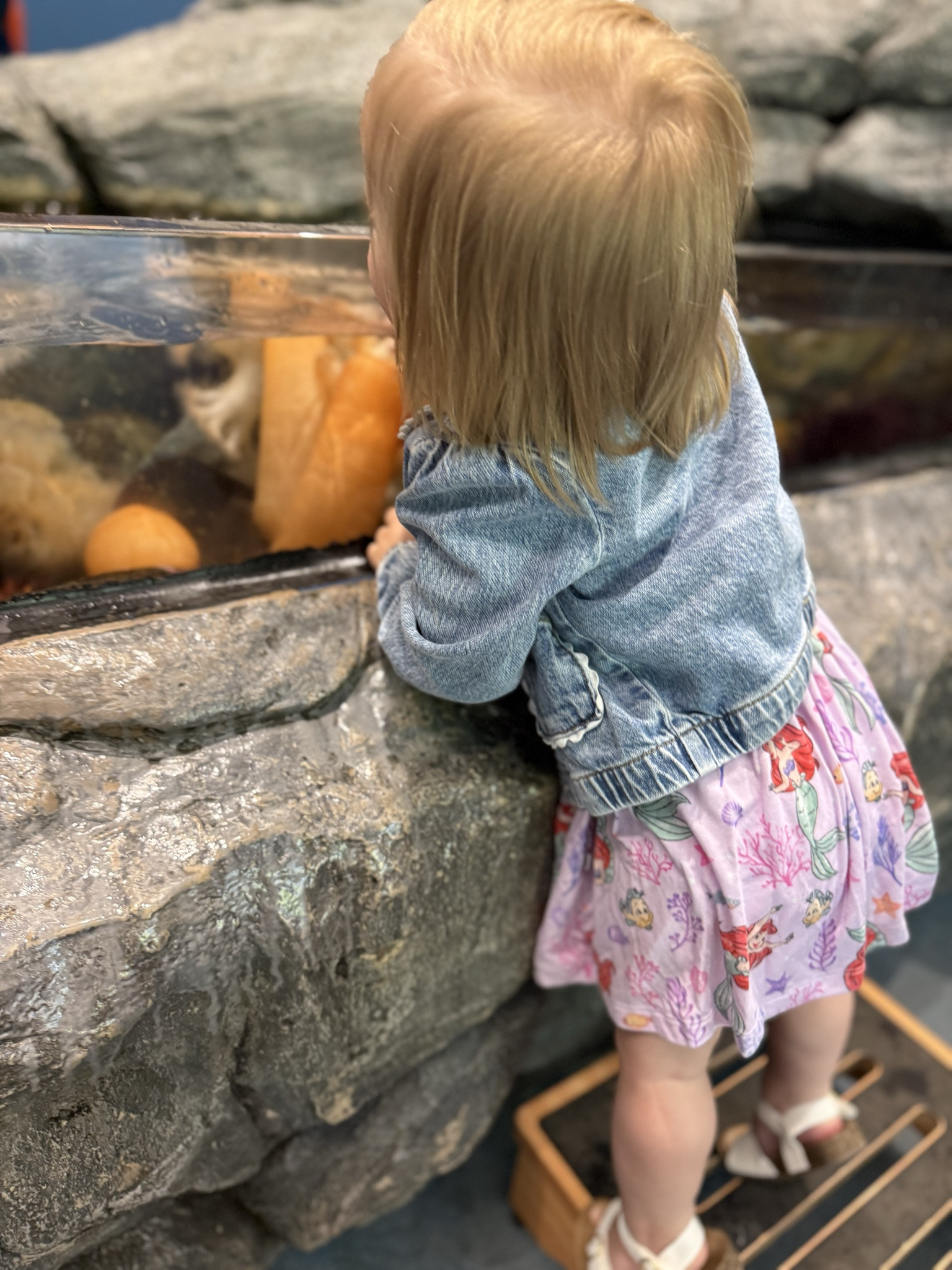 The perfect toddler denim jacket @Target