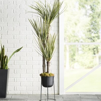 Silk Yucca Tree in Pot | Wayfair North America
