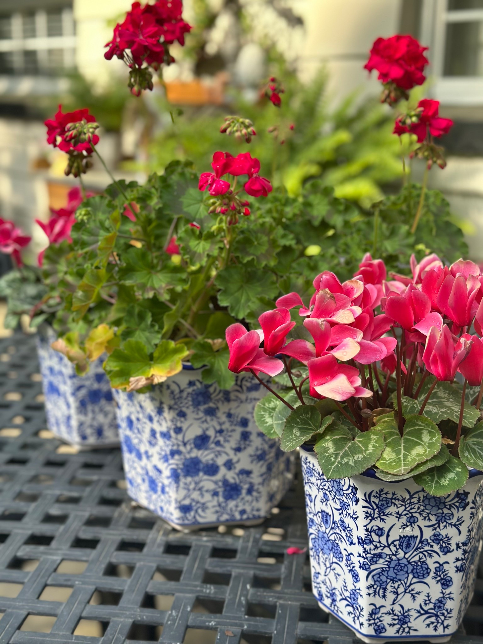 Get your porch or outdoor space summer ready with these gorgeous scalloped chinoiserie planters!  They also make a great gift! 

#LTKSeasonal #LTKFindsUnder50 #LTKGiftGuide