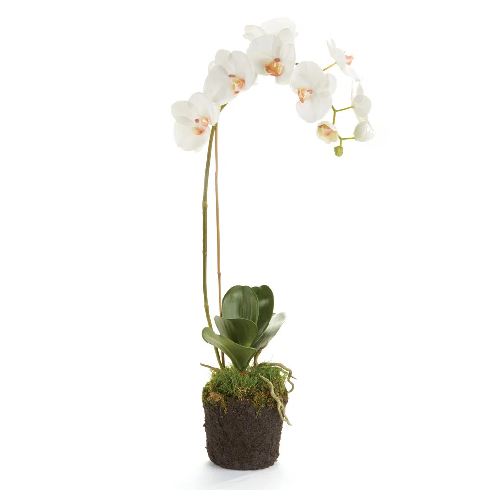 Phalaenopsis Orchids Flowers | Perigold