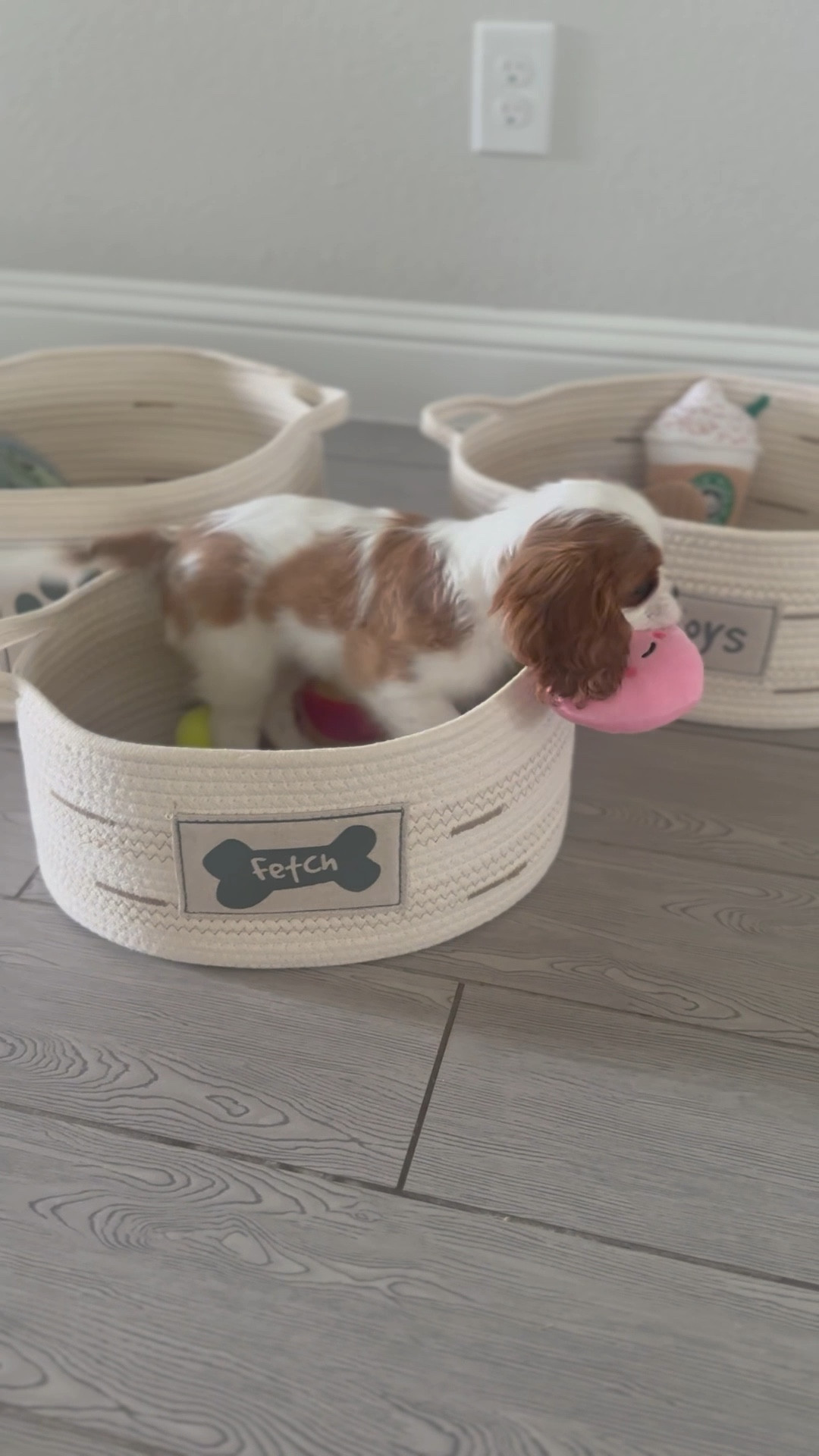 Dog Toy Storage Baskets – Set of 3 Oval Fabric Rope Organizer Bins

#LTKFindsUnder50 #LTKPets #LTKHome