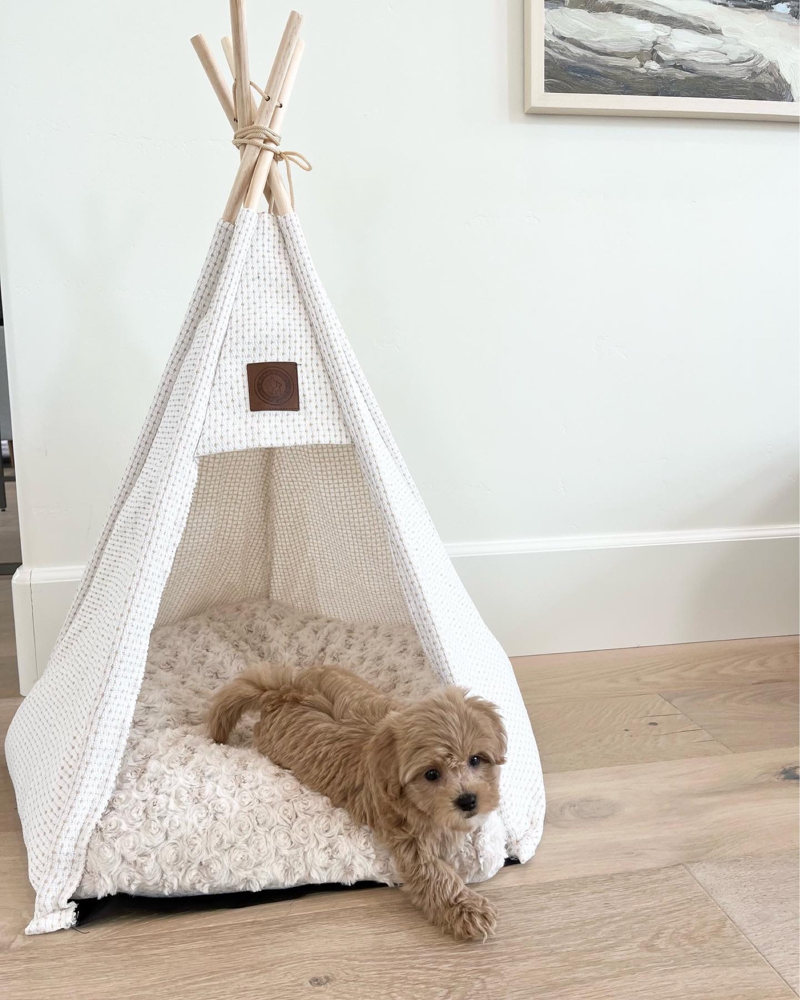 Puppy tee pee 

#LTKhome #LTKfamily