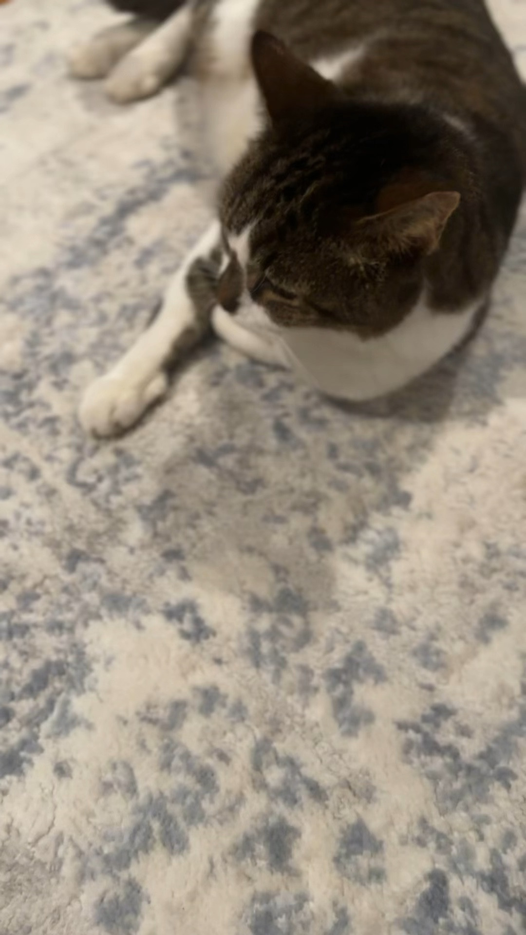 Big boy 🐈 stocking is hung 

#LTKfamily #LTKhome #LTKHoliday