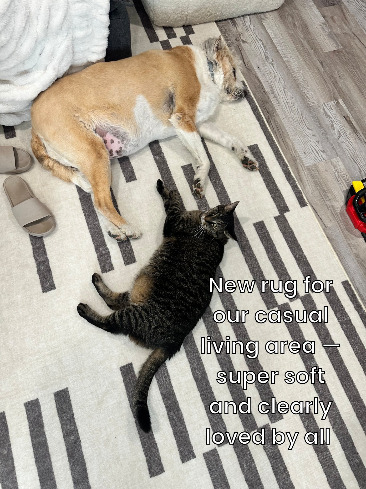 New washable rug from Amazon! Under $150 for an 8’ X 10’


#LTKHome #LTKSaleAlert #LTKFamily