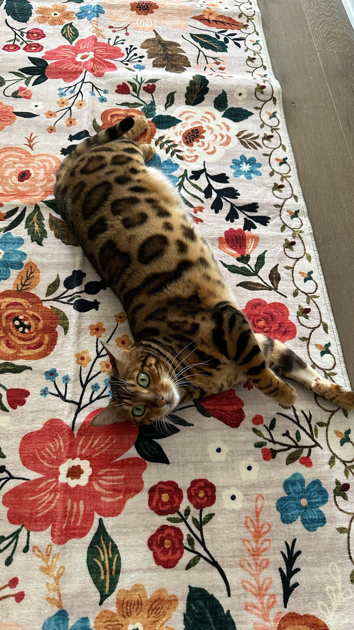 The way this new kitchen rug has brightened up this space! 🌸🌺🌷🌻

I have the 2.6’ x 8” size 

#LTKFindsUnder50 #LTKSeasonal #LTKHome