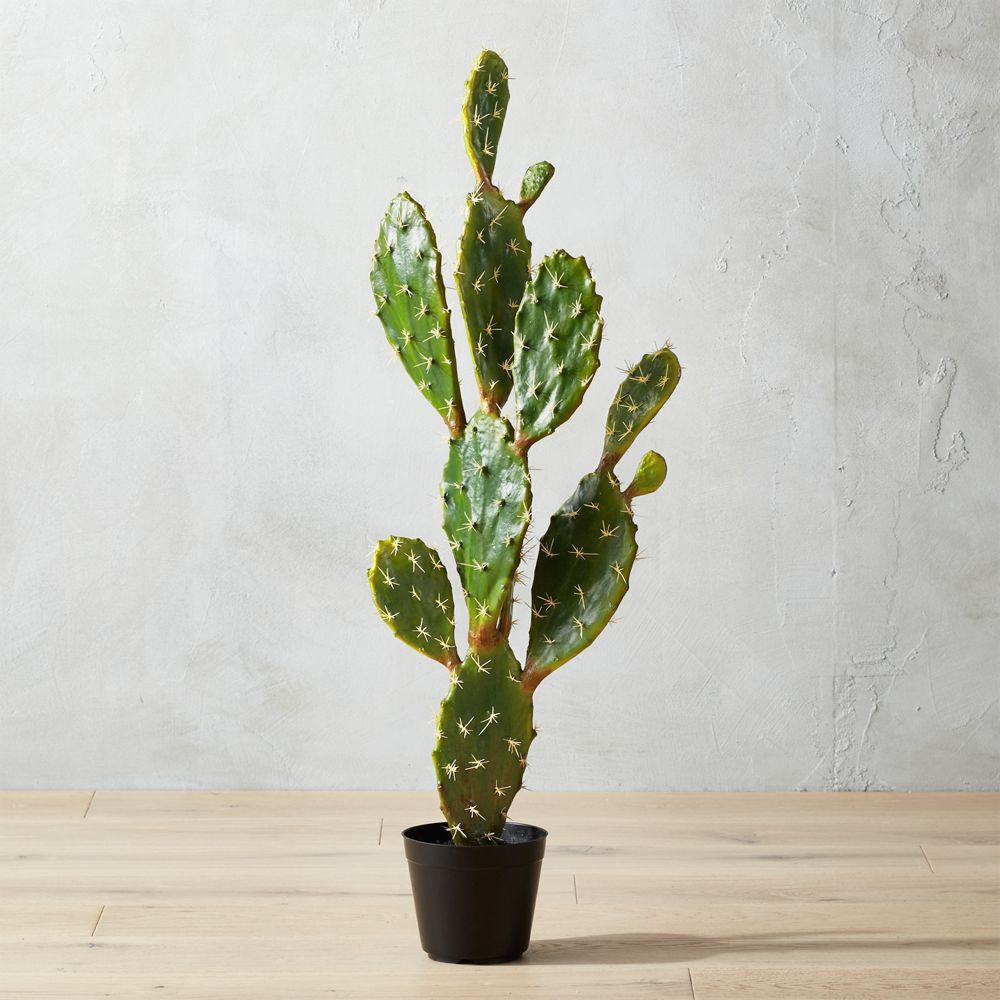 potted 39" prickly pear cactus | CB2