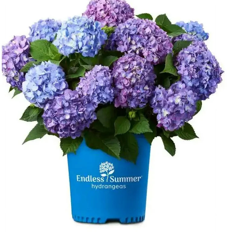 Bloomstruck Hydrangea (2 Gallon) Flowering Shrub - Part Sun Live Outdoor Plant | Walmart (US)