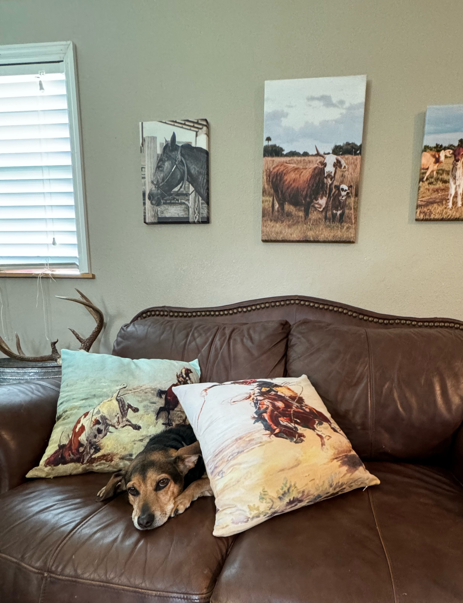 Western cowboy pillows from Amazon 

#LTKHome
