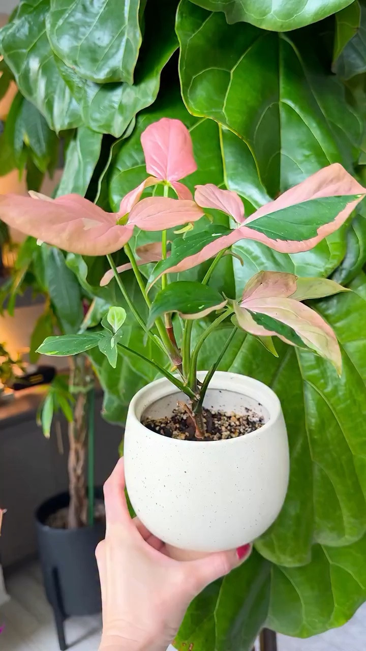 Running out of plant space? 
Use your windows 🪟

These are my go to finds when I need more room without touching my floors 🙌
Simple, renter friendly, and they keep your plants right where the light is ☀️🪴

Which one would you try first? 🤍

Comment FINDS and I’ll send everything 🫶

#houseplants #plantsetup #indoorgarden #plantlover #smallspaceplants

#LTKWorkwear #LTKOver40 #LTKHome