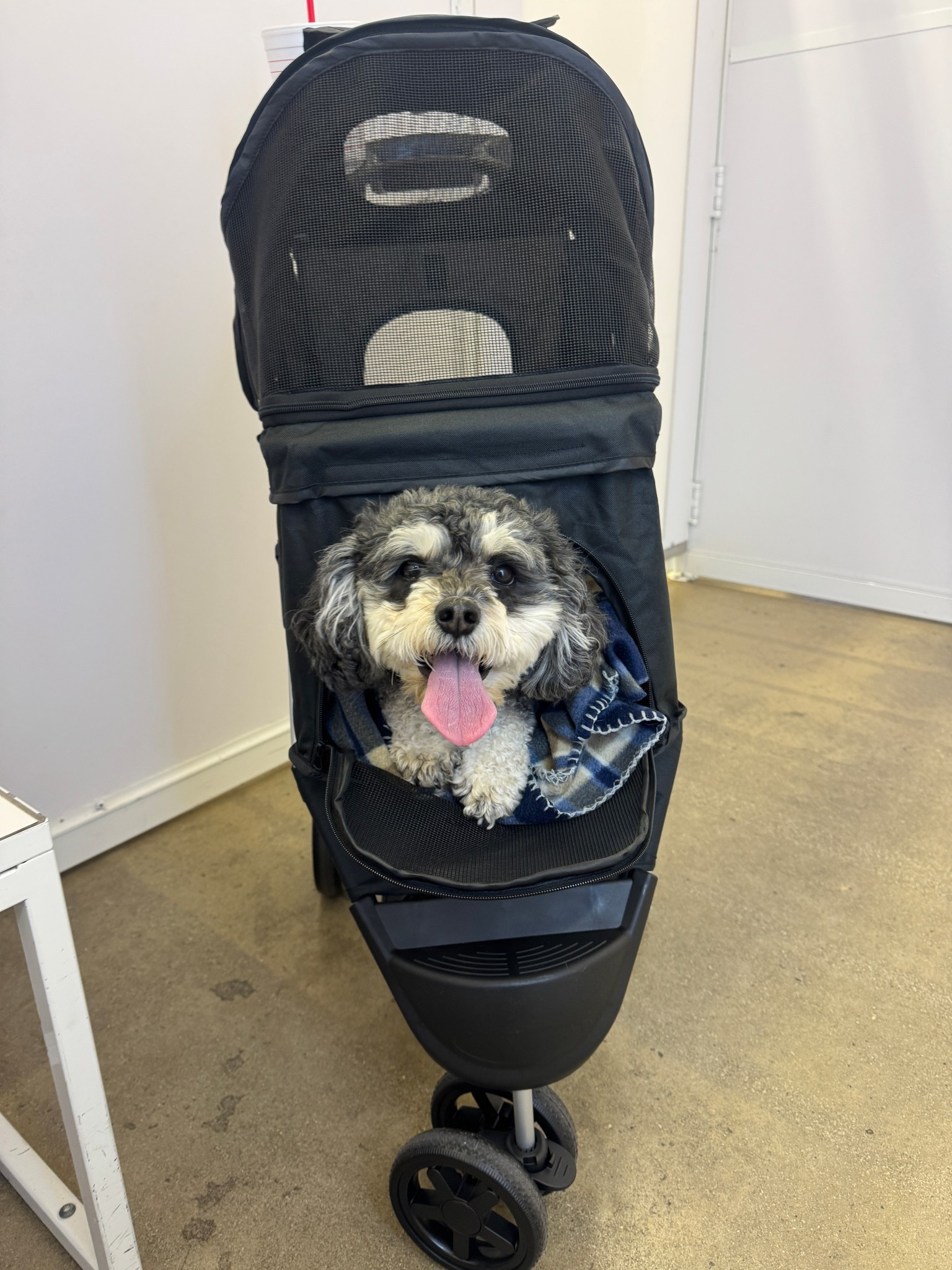 A perfect dog stroller. I AM obsessed with my latest purchase. Now Charlie gets to go everywhere with me.

#LTKmomlife #LTKFindsUnder50 #LTKdayinmylife