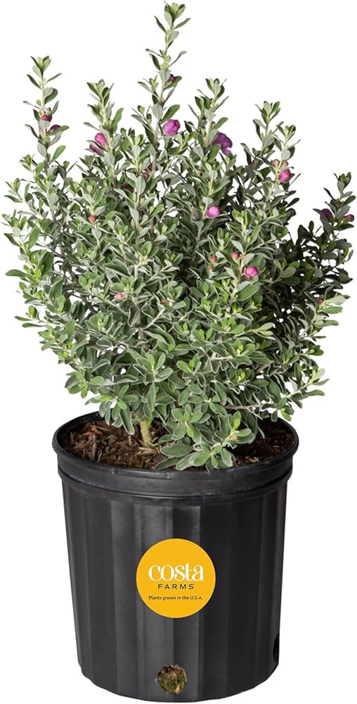 Costa Farms Texas Sage Live Outdoor Plant, 10-Inch Plant Pot, Silver Leaf Shrub with Purple Flowe... | Amazon (US)