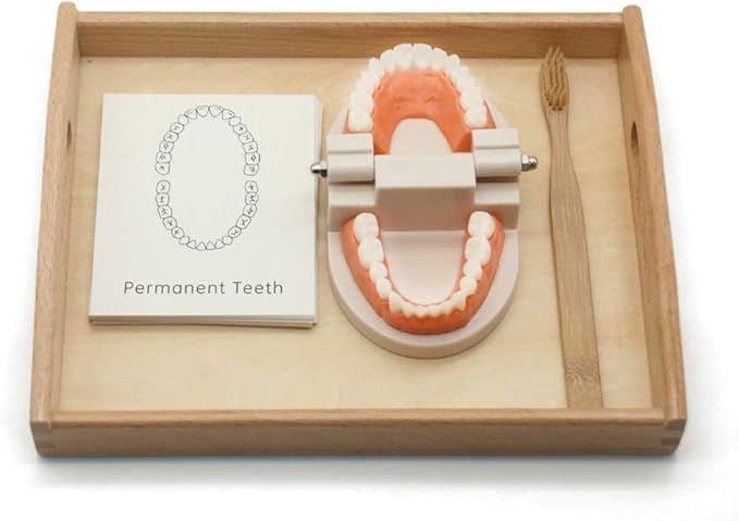 MEROCO Montessori Practical Life Brushing Teeth Model and Cards Montessori Homeschool Learning Pr... | Amazon (US)