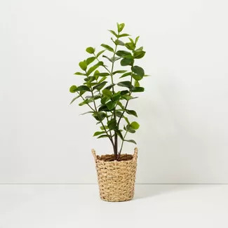 40" Faux Autograph Tree in Planter - Hearth & Hand™ with Magnolia | Target