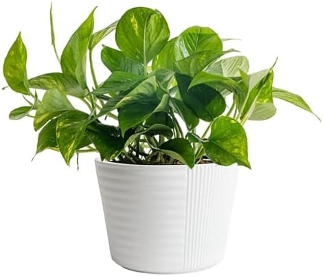 Costa Farms Golden Pothos Live Plant, Devil's Ivy in Decorative Pot, Easy to Maintain Vining Indo... | Amazon (US)
