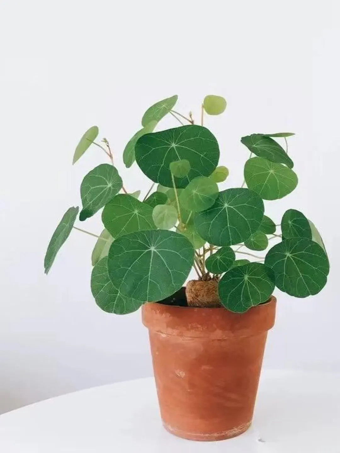 Rare Stephania Erecta Succulent - Budding Bulb - Exotic Houseplant, Live Plant - Etsy | Etsy (US)