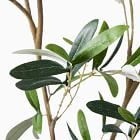 Faux Potted Black Olive Tree | West Elm (US)