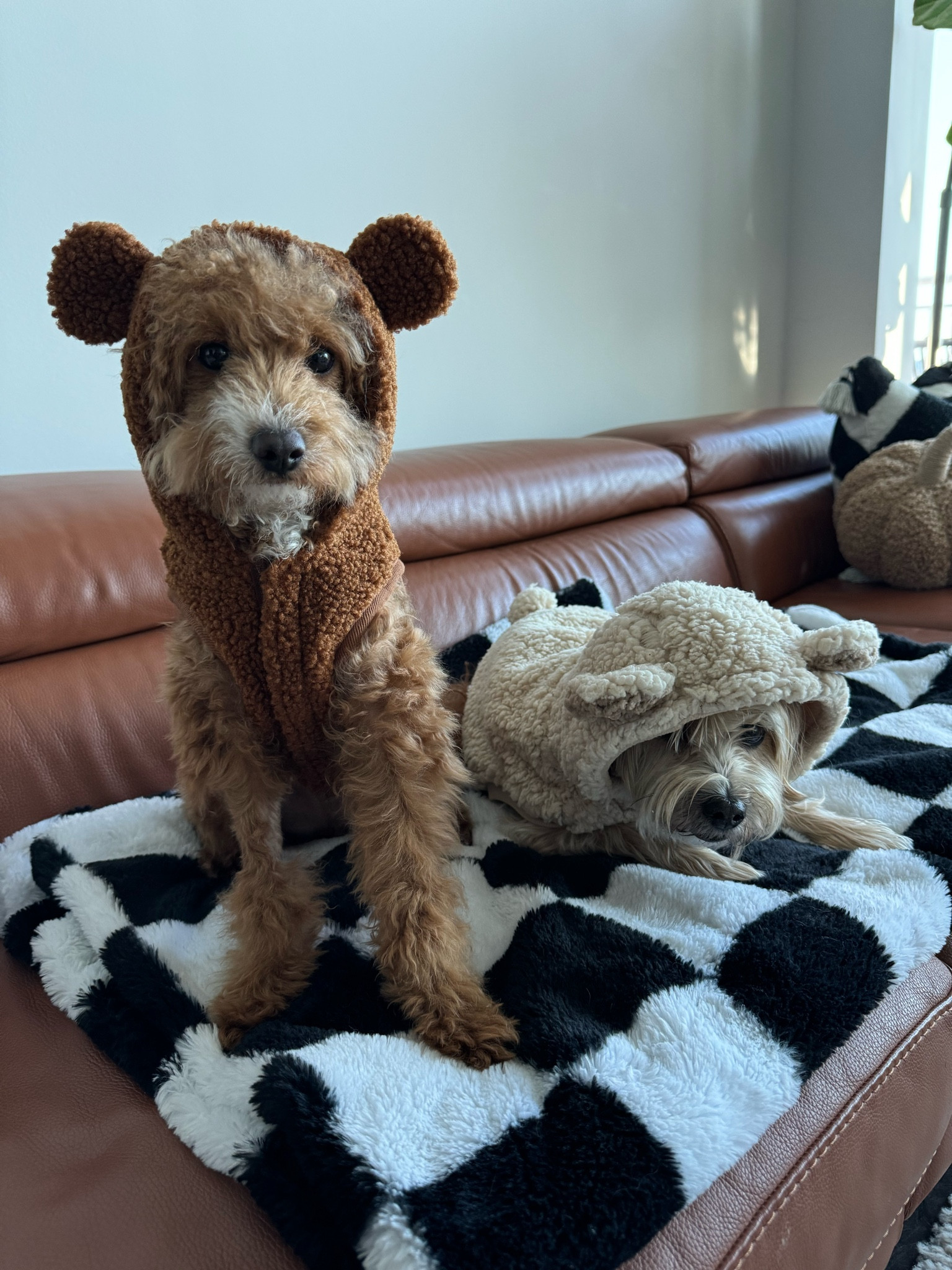 Teddy bear Halloween costumes for my dogs. Found the darker color Bear costume at Gap. The light color Teddy bear costume is from Petsmart years ago. 

#LTKHalloween