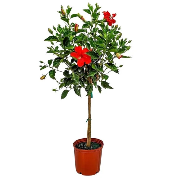 Tropical Plants of Florida 38" to 44" Standard Red Hibiscus Tree Plant; Full Sunlight, Flower Tre... | Walmart (US)
