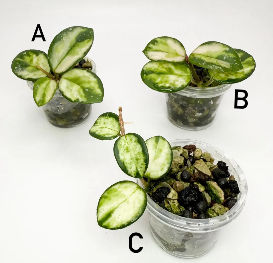 US Seller - Hoya Mathilde Variegated - Etsy | Etsy (US)