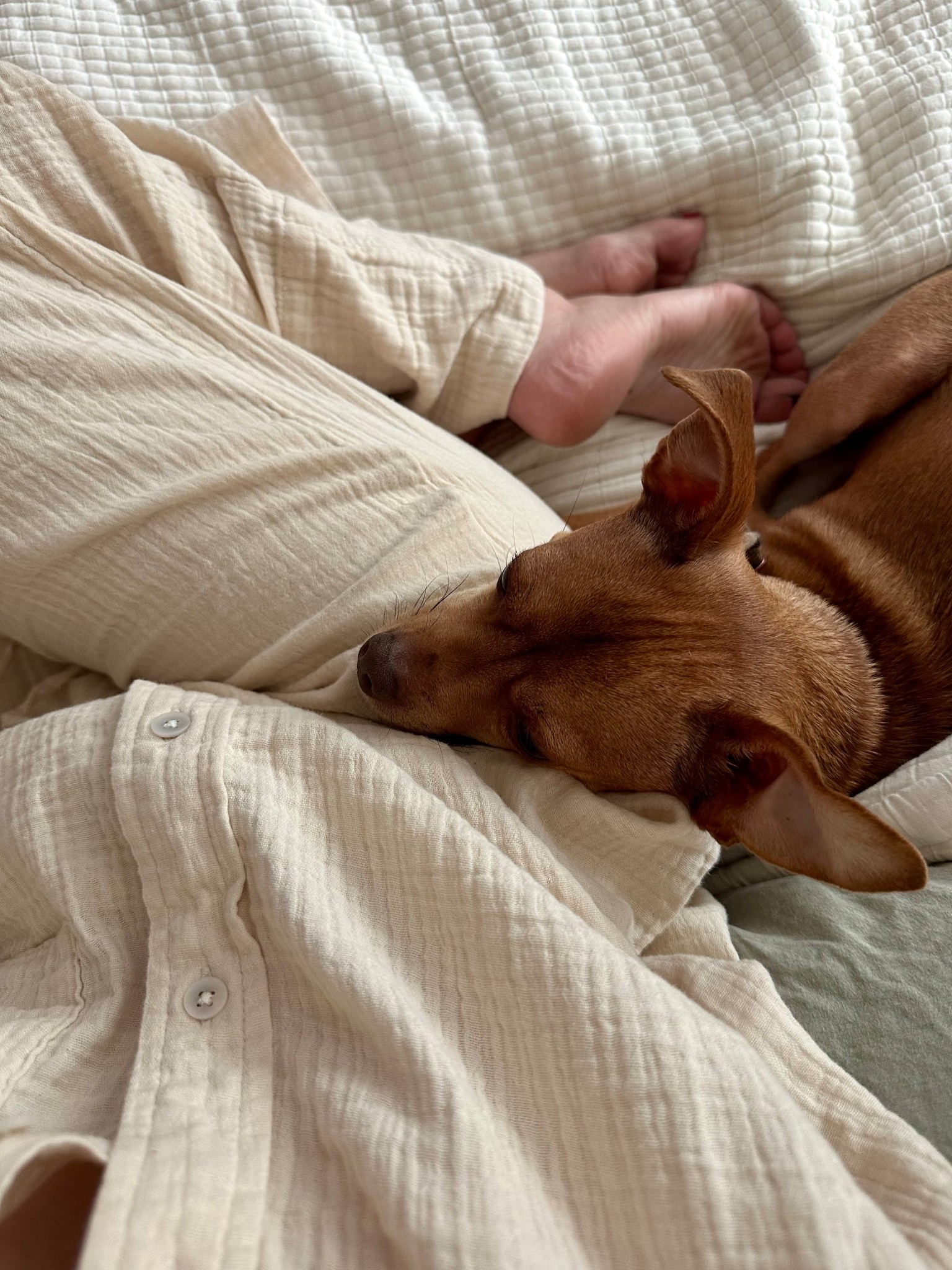 Living in this gauzy set lately 

Matching set | pajamas | beach coverup | pants | vacation outfit | neutral set 

#LTKTravel #LTKootd #LTKFestival