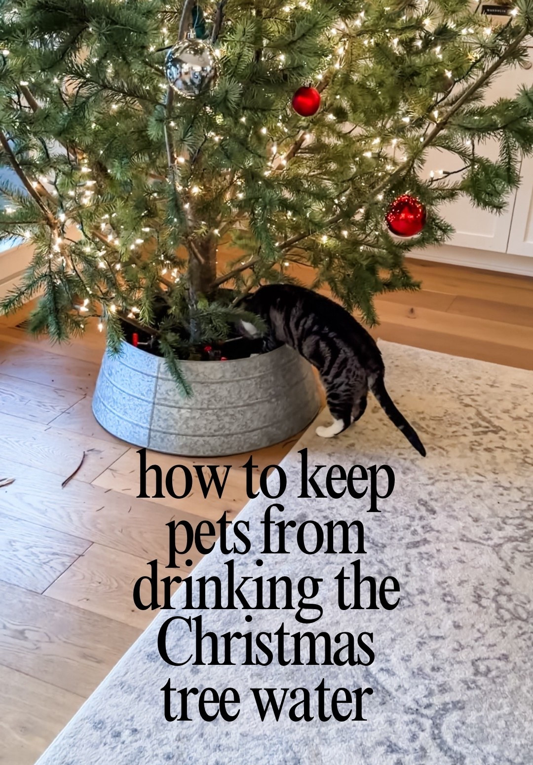 Holiday pet hack that actually works 🎄💦
We wrapped inexpensive bird netting around the base of our real tree and it completely stopped our pets from sneaking sips of the tree water. It’s basically invisible and takes 10 seconds to set up.
Linking the exact netting we used!

#LTKFindsUnder50 #LTKHoliday #LTKHome