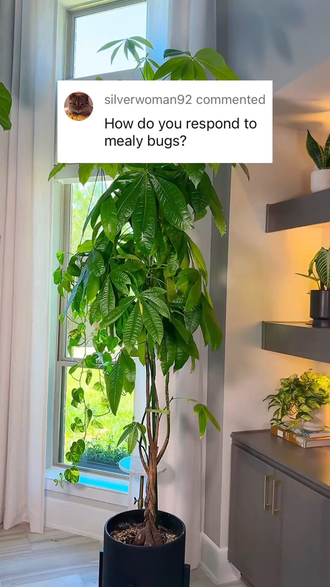 Mealybugs will humble you real quick.

If you see white, fuzzy spots on your plant, don’t ignore it. They spread fast, but you can get ahead of it with a simple routine.

Here’s the safe spray I use:

• 1 quart water, 4 cups
• 1/4 teaspoon Dr. Bronner’s peppermint soap

Shake gently and spray the entire plant. Get under the leaves, along the stems, and into every crevice.

Then wipe the plant down to remove anything left behind.

Repeat every 5 to 7 days until they’re gone.

For heavier infestations, you’ll need something stronger. 

Comment BUGS and I’ll send you the links and what I recommend 🦟

#plantcare #houseplants #planttips #planthelp #mealybugs

#LTKOver40 #LTKHome #LTKmomlife