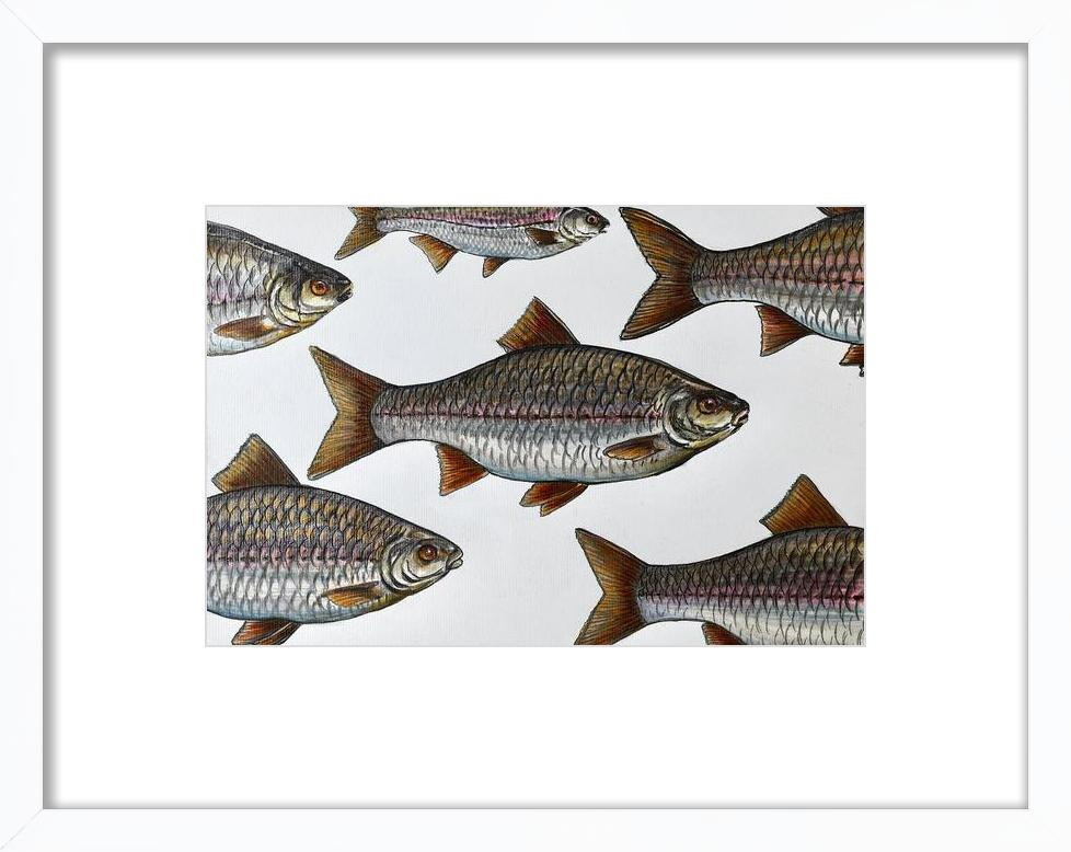 School of River Fish | Artfully Walls