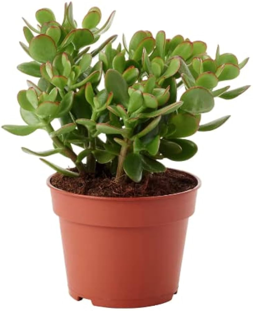 Jade Plant Crassula ovuta 6" Pot -Live Easy to Care | Amazon (US)