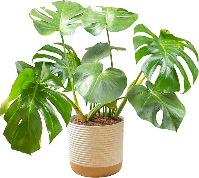 Costa Farms Monstera Swiss Cheese Plant, Live Indoor Plant, Easy to Grow Split Leaf Houseplant in... | Amazon (US)