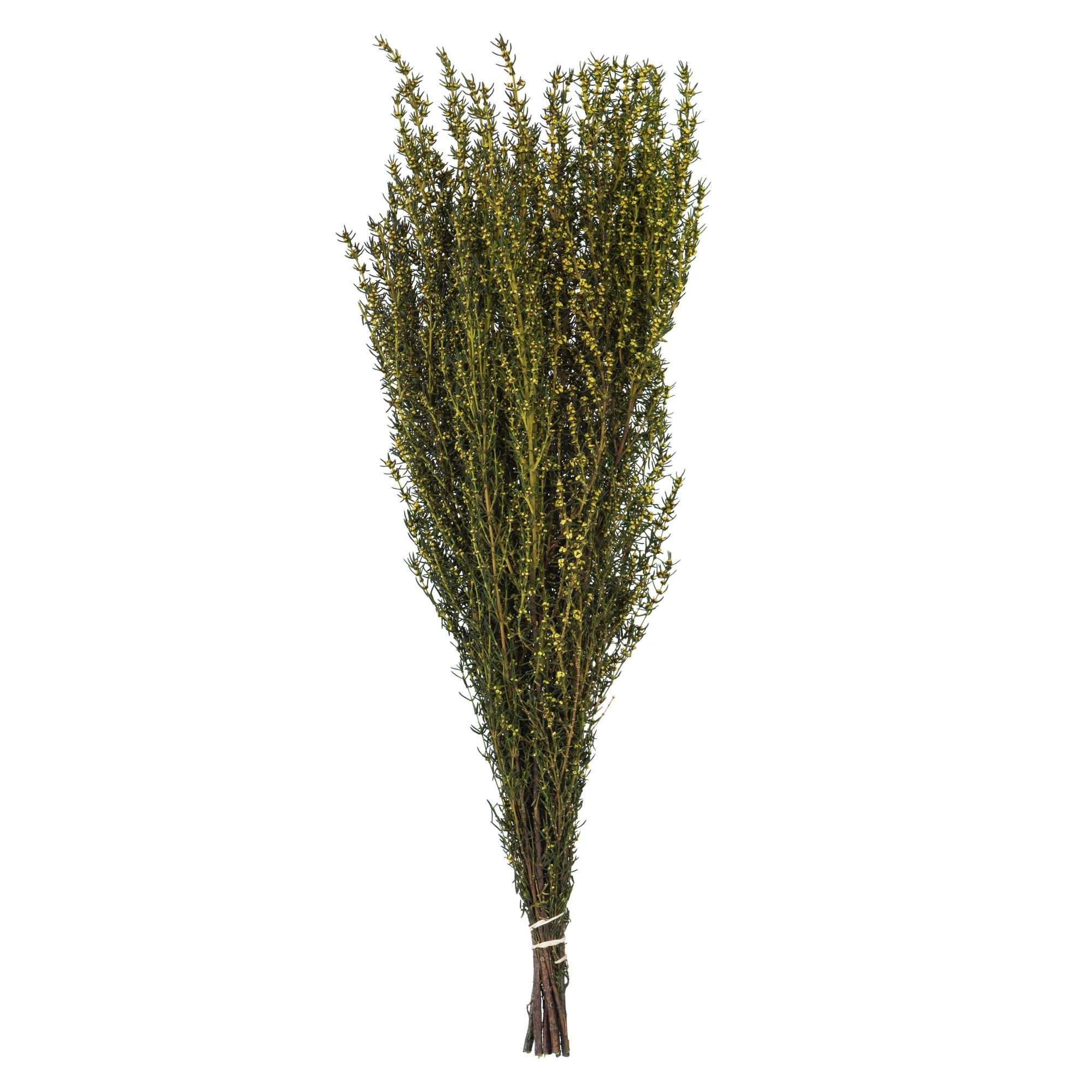 Vickerman Yellow Grabia 22" Long Stem, Real Preserved Dried Floral Decor for Wedding, Home or Eve... | Walmart (US)
