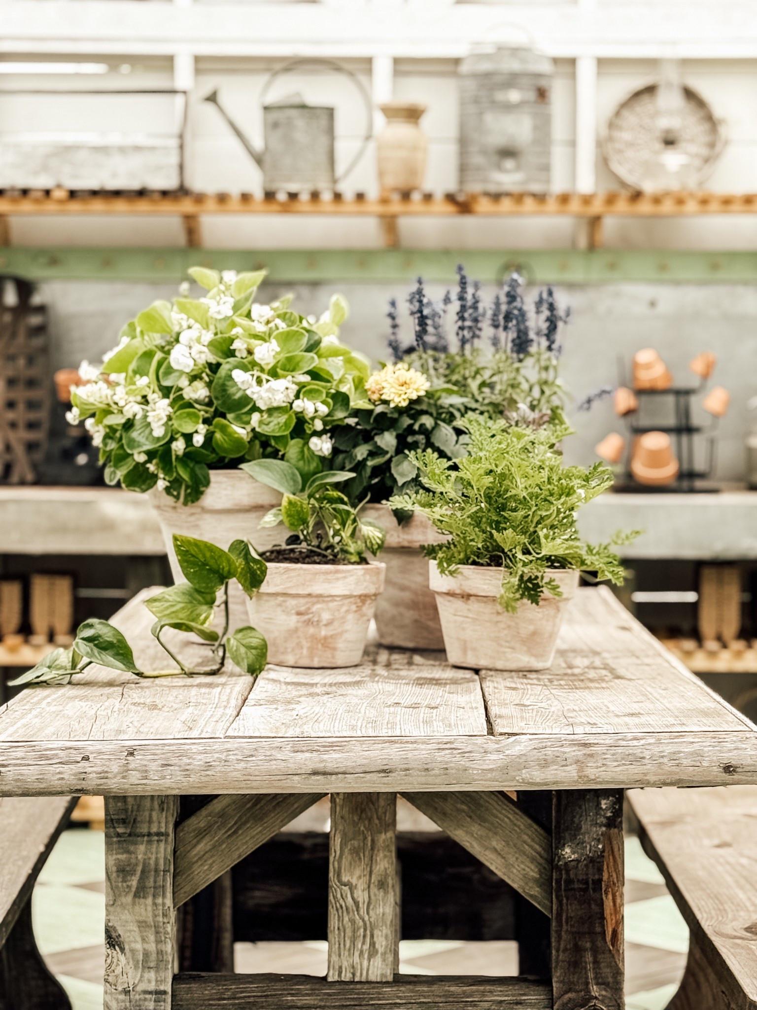Get a time-worn, vintage look with these aged Terra Cotta pots! #diy #agedpots #planters #agedterracotta #easydiy #greenhousedecor

#LTKHome #LTKSeasonal
