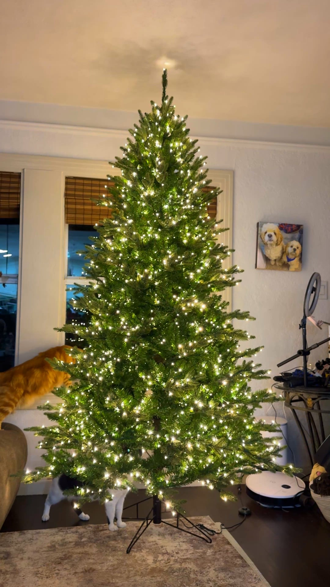 The most magical twinkling Christmas tree from Lowe’s! 🎄

#LTKHoliday #LTKGiftGuide #LTKSeasonal