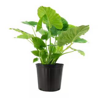 national PLANT NETWORK Odora Elephant Ear Plant (Alocasia) in 10 in. Grower Container (1-Plant) H... | The Home Depot