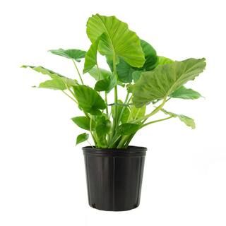 national PLANT NETWORK Odora Elephant Ear Plant (Alocasia) in 10 in. Grower Container (1-Plant)-H... | The Home Depot
