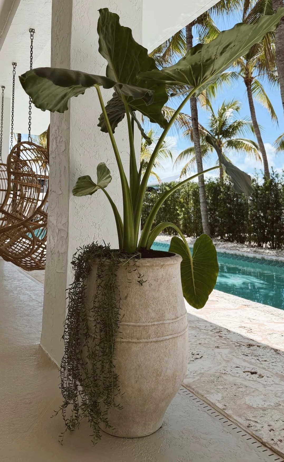 Obsessed with these planters
Trending
Home decor
Neutral decor
Seasonal decor 

#LTKSaleAlert #LTKSeasonal #LTKTravel