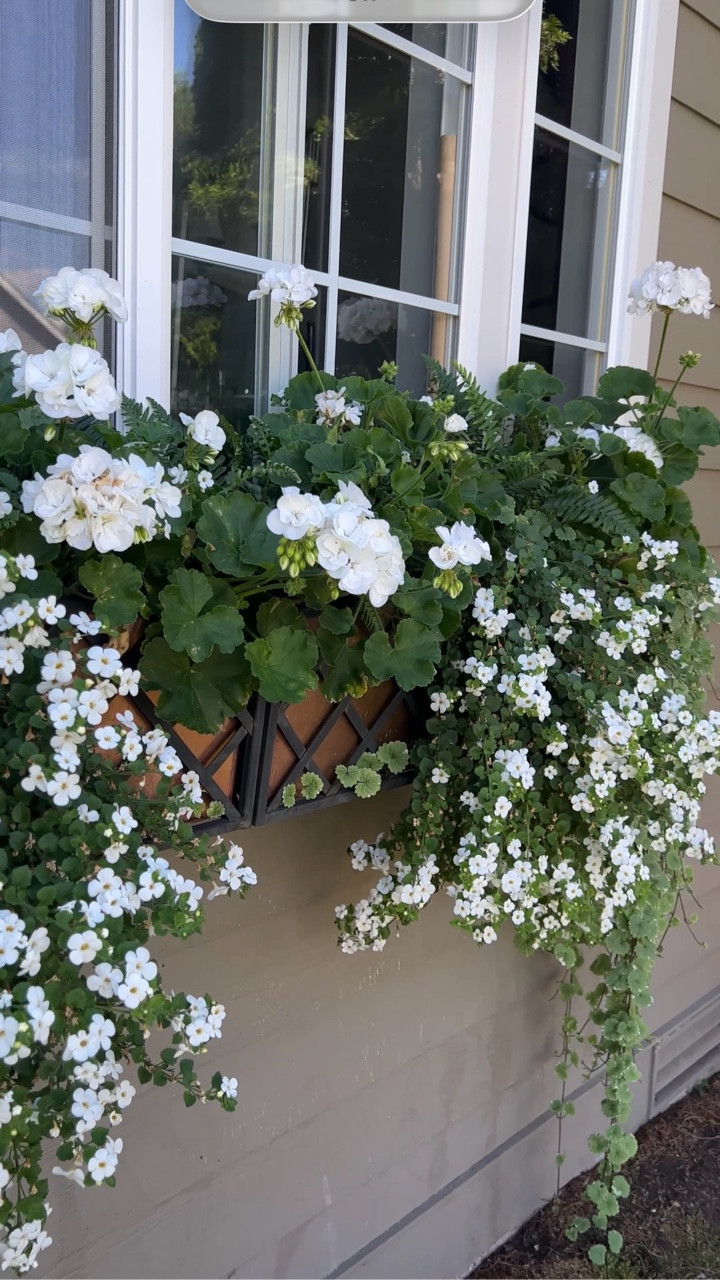 WEEKENDS IN THE GARDEN 👩🏼‍🌾 Happy Saturday🌸 I’m getting ready to plant my window boxes to recreate what I do every year…and they never fail ! In just a short time they will be full and BEAUTIFUL!👩🏼‍🌾 

Comment SHOP for some similar Window Boxes! 

Here’s what I plant: 
6 White Geraniums
6 Bacopa
2 Creeping Charlie

#windowboxes #garden #gardening #midlifewomen #ilovemygarden

#LTKdayinmylife #LTKHome #LTKSeasonal