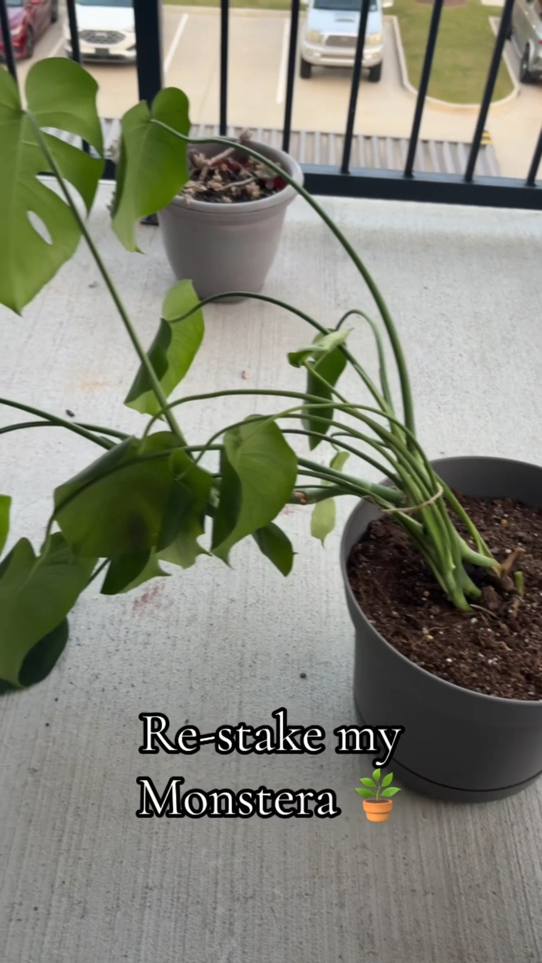I finally re-staked my Monstera, and now it’s standing tall and proud! 🪴

#LTKHome