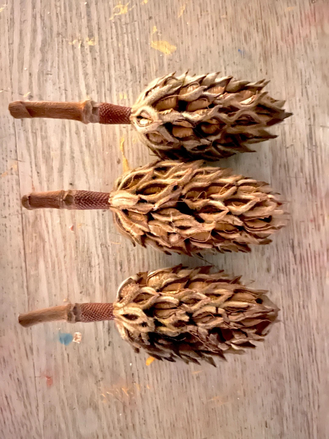 10 Magnolia Pods Seed Pods Pinecone Decor Holiday Craft - Etsy | Etsy (US)