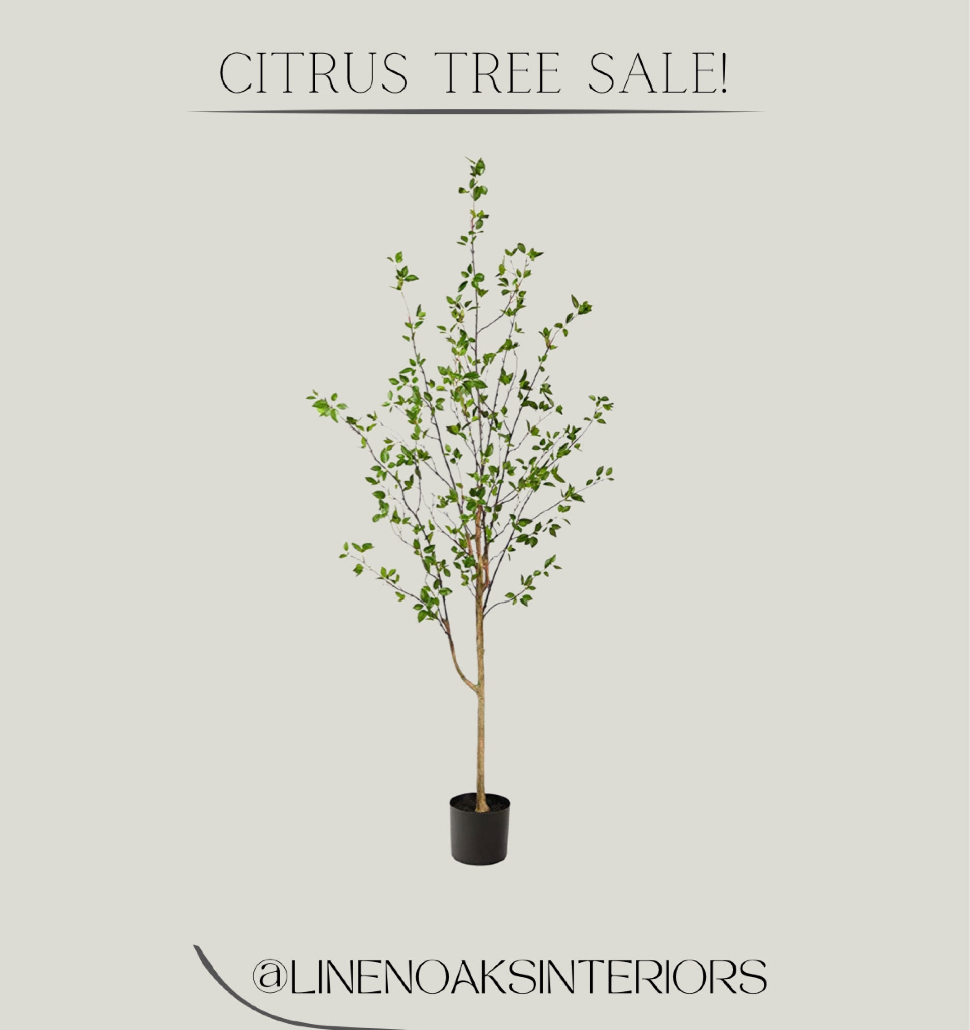 Tree sale! 

#LTKhome