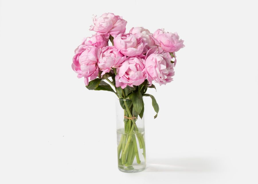 The Peony | UrbanStems