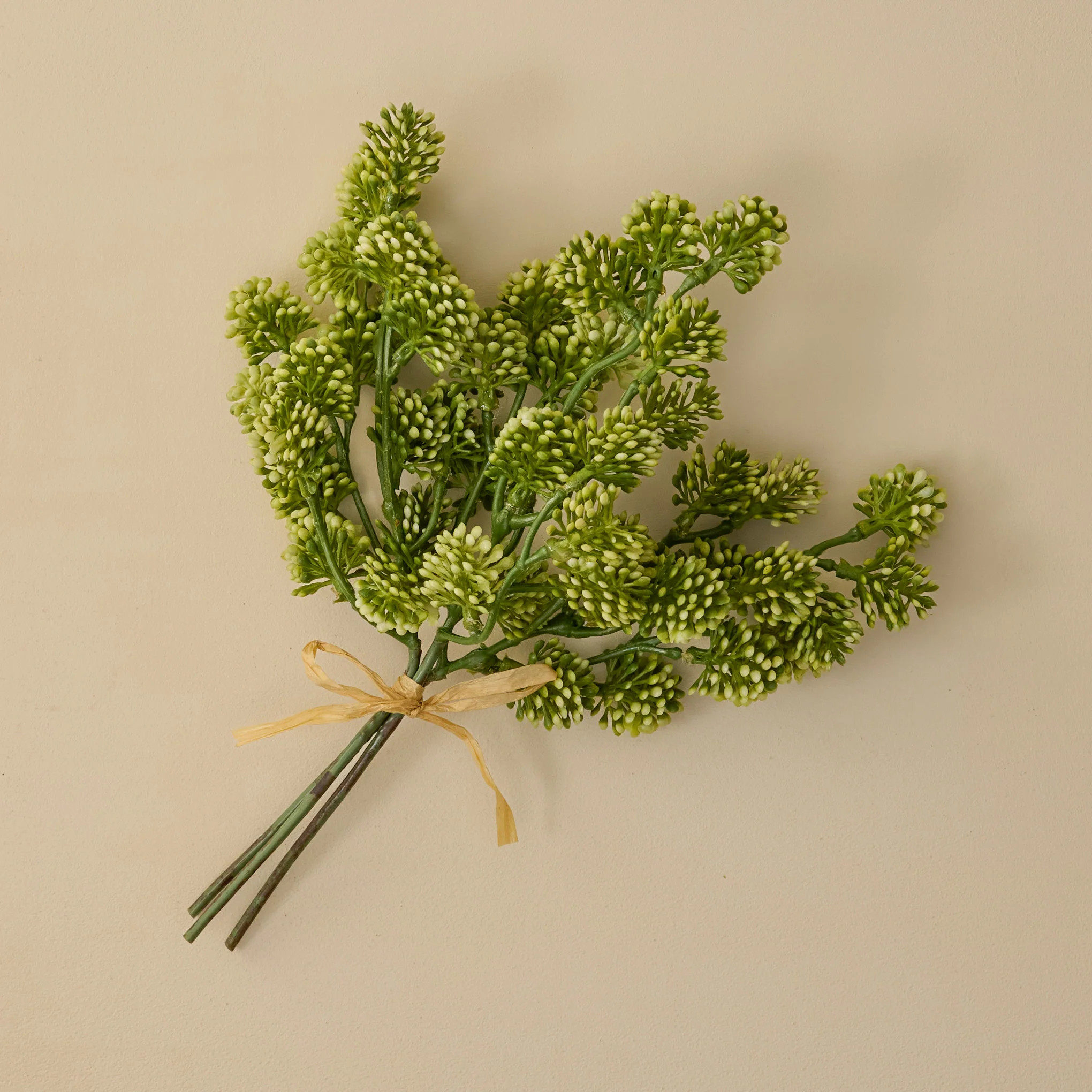 Sedum Bundle | Magnolia